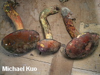 Boletus subluridellus