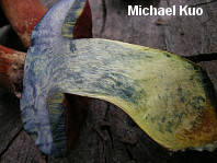 Boletus subluridellus