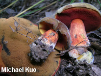 Boletus subluridellus