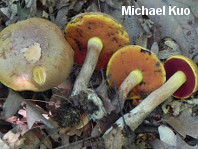 Boletus vermiculosoides