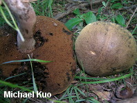 Boletus vermiculosoides