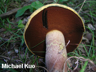 Boletus vermiculosoides