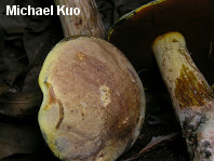 Boletus vermiculosoides