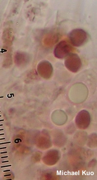 Callistosporium luteo-olivaceum