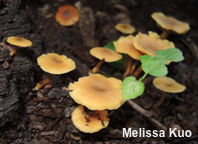 Callistosporium luteo-olivaceum