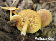 Callistosporium luteo-olivaceum