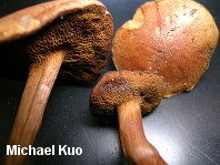 Chalciporus piperatoides