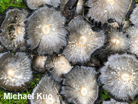 Coprinopsis strossmayeri
