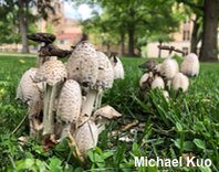 Coprinopsis strossmayeri