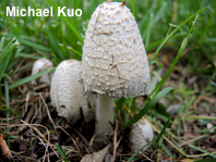 Coprinopsis strossmayeri
