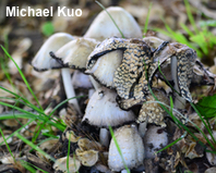 Coprinopsis strossmayeri