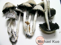 Coprinopsis strossmayeri