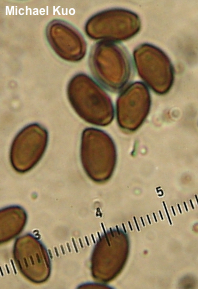 Coprinopsis strossmayeri