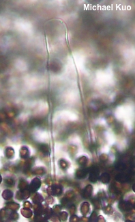 Coprinopsis strossmayeri