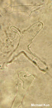 Coprinopsis strossmayeri
