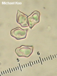 Entoloma abortivum