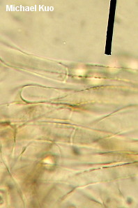 Entoloma abortivum