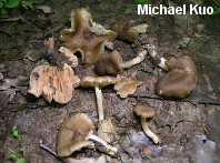 Entoloma caccabus