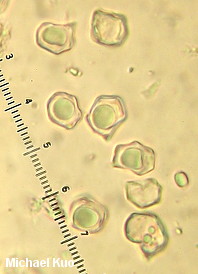 Entoloma ferruginans