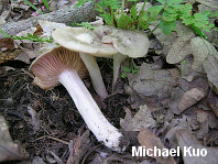 Entoloma griseum