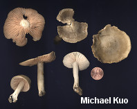 Entoloma griseum