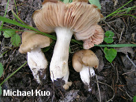 Entoloma lividoalbum