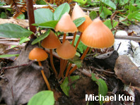 Entoloma quadratum