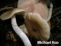 Entoloma rhodopolium