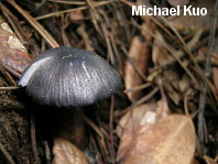 Entoloma serrulatum