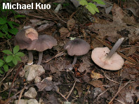 Entoloma species 01