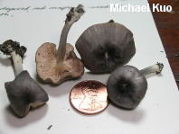 Entoloma species 01