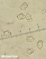 Entoloma species 01