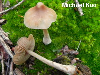 Entoloma strictius