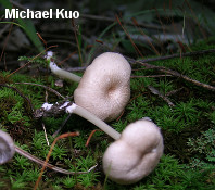 Entoloma subserrulatum