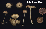 Entoloma subserrulatum