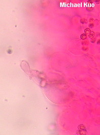 Entoloma violaceum