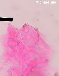Entoloma violaceum