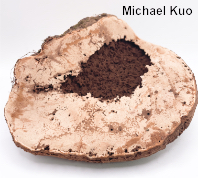 Ganoderma brownii