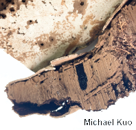 Ganoderma brownii
