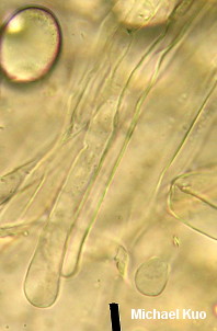 Geopora cooperi