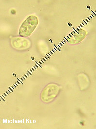 Gliophorus psittacinus