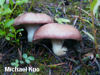 Gomphidius subroseus