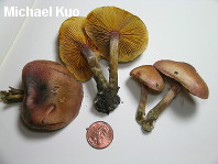 Gymnopilus luteofolius