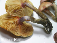 Gymnopilus luteofolius