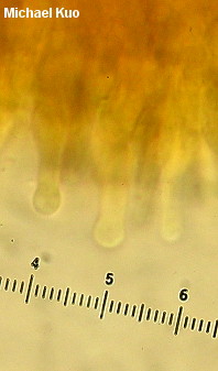 Gymnopilus luteofolius