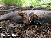 Gymnopus alkalivirens