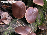 Gymnopus alkalivirens
