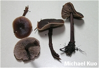 Gymnopus alkalivirens