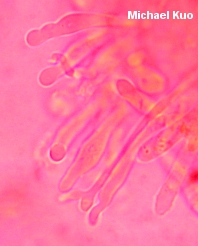 Gymnopus alkalivirens