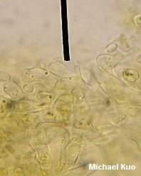 Gymnopus alkalivirens